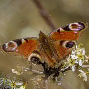 Tagpfauenauge   Foto © Siegfried Klafschinski