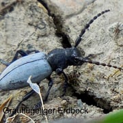 Grlauflügeliger Erdbock   Foto © Penélope Meyer
