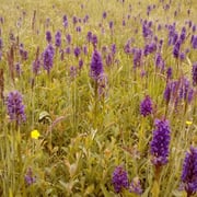 Orchidee Breitblättriges KnabenkrautSperber   Foto © Richard Weisser
