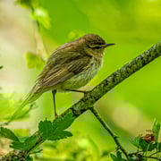 Zilpzalp   Foto © Siegfried Klafschinski