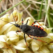 Geringelte Mordwanze.  Foto © Penny Meyer