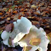 Foto © Ottmar Herrmann