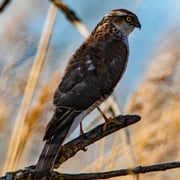 Sperber   Foto © Wolfgang Meyer