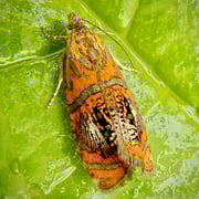 Prachtwickler.  Foto © Penny Meyer