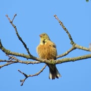 Ortolan   Foto © Paul Graf