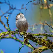 Schwanzmeise   Foto © Siegfried Klafschinski
