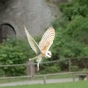 Schleiereule   Foto © Siegfried Klafschinski
