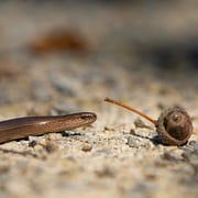 Blindschleiche  Foto © Siegfried Klafschinski
