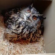 Uhu   Foto © Erwin Taube