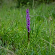 Manns Knabenkraut   Foto © Siegfried Klafschinski