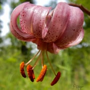 Türkenbund-Lilie    Foto © Penny Meyer