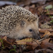 Igel    Foto © Andreas Hartl