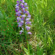 Orchidee Helm-Knabenkraut     Foto © Margareta Loscher