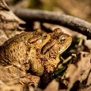 Erdkröten   Foto © Siegfried Klafschinski