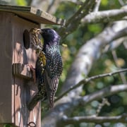 Star     Foto © Wolfgang Meyer