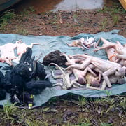 Saisie sur Petit Saut : Hoccos, Singes Atèles (intégralement protégé) et singes hurleurs.