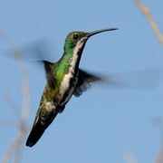 Colibri à cravatte noire