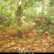 Agouti