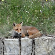 02.08.2014 Dieser Fuchs hat gemütlich am Strassenrad geschlafen...