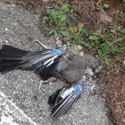 01.08.2014 Ausgeflogen - ...