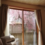 リビングから眺める桜　①