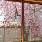 リビングから眺める桜　②