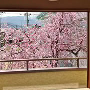 2階吹き抜けから眺める桜