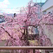 バルコニーから眺める桜