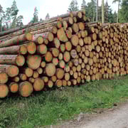 Holzherkunft 2
