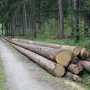 Holzherkunft 3