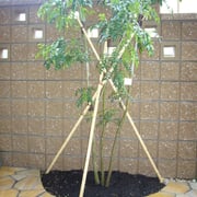 外構・エクステリア工事施工例　化粧ブロック塀　シマトネリコ植栽　乱形貼石