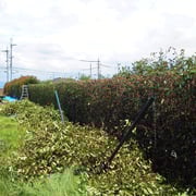 レッドロビン生垣剪定－奈良県香芝市－作業中