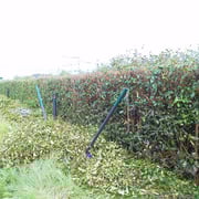 レッドロビン生垣剪定－奈良県香芝市－作業後