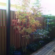 植栽工事（イロハモミジ・ハクサンボク・スギゴケ）【庭匠（にわしょう）】造園・外構・エクステリア－奈良県北葛城郡広陵町