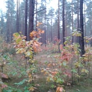 Boddin-Langnow, Foto: J. Burkhardt