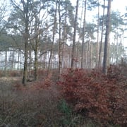 Boddin-Langnow, Foto: J. Burkhardt