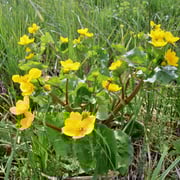 Blühende Sumpfdotterblume ...