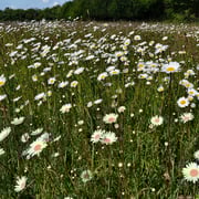 1,5 Jahre nach der Aussaat.