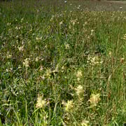Klappertopf (ein Halbparasit) wurde zur Unterdrückung der Gräser eingebracht.