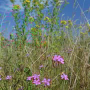 Heidenelke in pink und Echtes Johanniskraut in gelb.