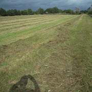 Voraussetzung für den Erhalt der Wiese ist die Nutzung zur Heugewinnung ein- bis zwei mal im Jahr bei gleichzeitigem Verzicht auf Düngung. Nicht-Nutzung würde genauso wie zu intensive Nutzung zum Rückgang der Kräuter führen.