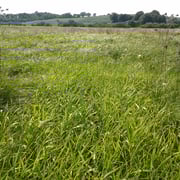 In den ungemähten Bereichen lassen Seggen und Rohrglanzgras kaum Platz für andere Feuchtwiesenarten.