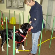 Fränzi und Rocky im Stangenlabyrinth