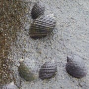 Plicopurpura Pansa ( murex sea snail)