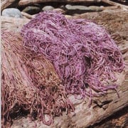 The beautiful 'Tyrian purple'