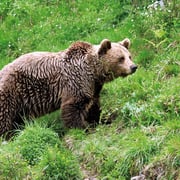 Cercado Osero. El Sabil. Senda del Oso