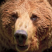 Cercado Osero.El Sabil. Senda del Oso