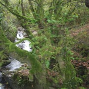 Naturaleza asturiasna.  El Sabil. Senda del Oso.