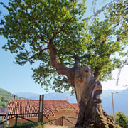 Roble milenario de Bermiego (Quirós) Monumento Natural. El Sabil. Senda del Oso