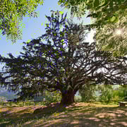 Tejo milenario de Bermiego (Quirós) Monumento Natural.El Sabil. Senda del Oso